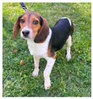 Bruce, adopted, Puppy Male Beagle.