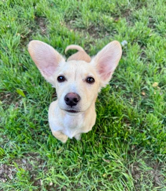 Roo, an adopted mixed breed in Fair Oaks Ranch, TX image 1/6
