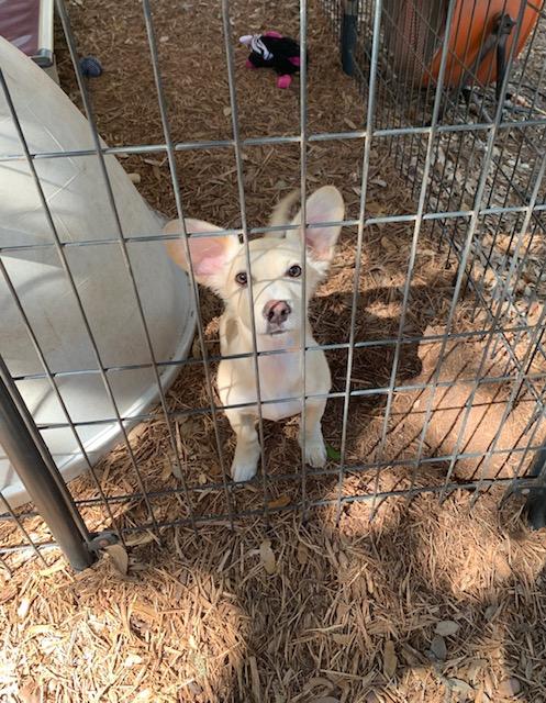 Roo, an adopted mixed breed in Fair Oaks Ranch, TX image 2/6