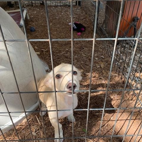 Roo, an adopted mixed breed in Fair Oaks Ranch, TX image 5/6
