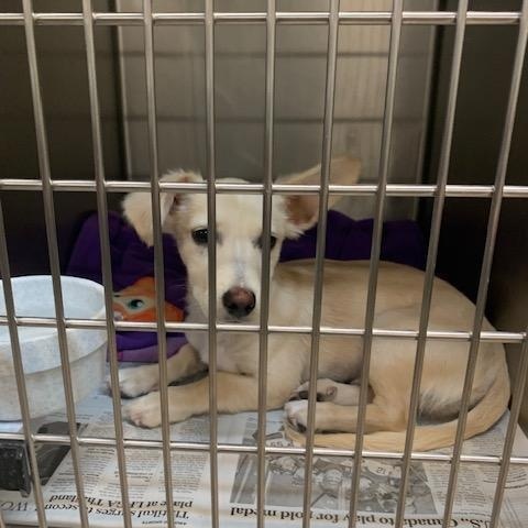Roo, an adopted mixed breed in Fair Oaks Ranch, TX image 6/6