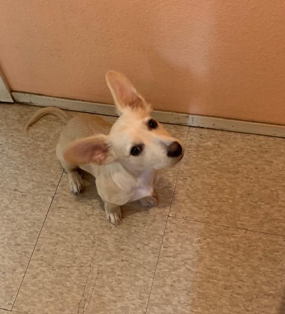 Roo, an adopted mixed breed in Fair Oaks Ranch, TX image 4/6