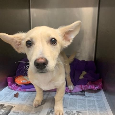Roo, an adopted mixed breed in Fair Oaks Ranch, TX image 3/6