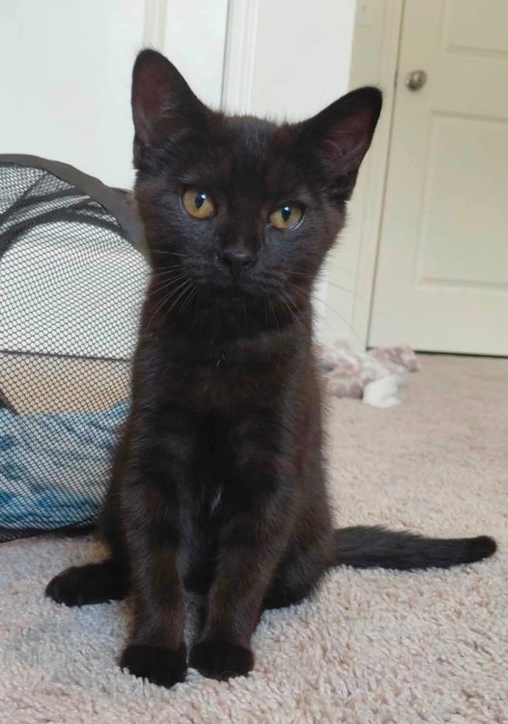 Winnie, Adoptable, Kitten Female Domestic Short Hair.