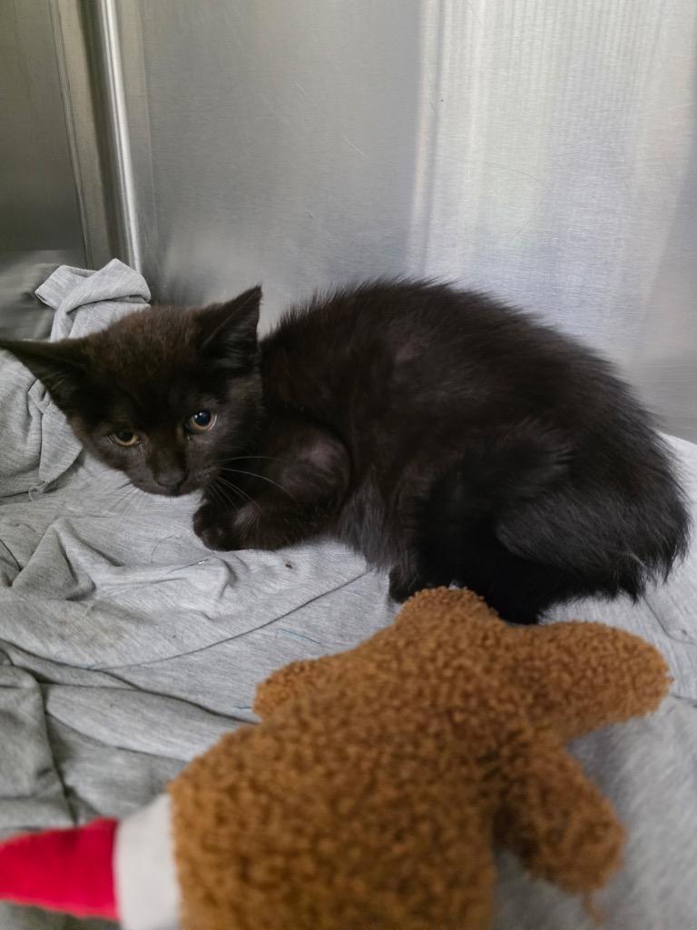 Enlarge Winnie, a Adoptable mixed breed in La Porte, IN image 2/2