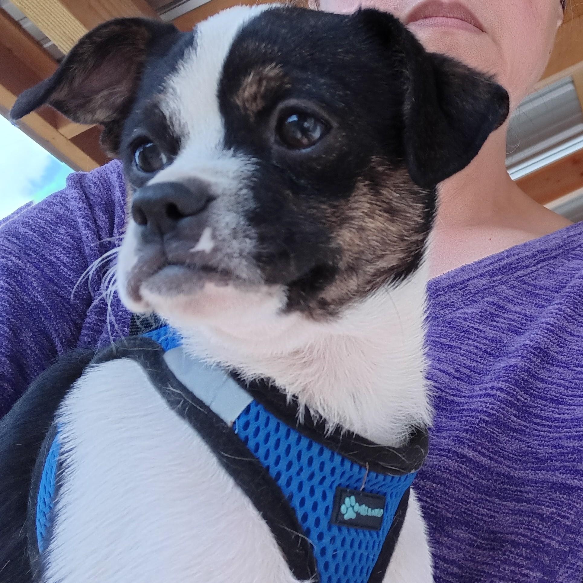 Rex, an adoptable Pug, Jack Russell Terrier in Oroville, WA, 98844 | Photo Image 1
