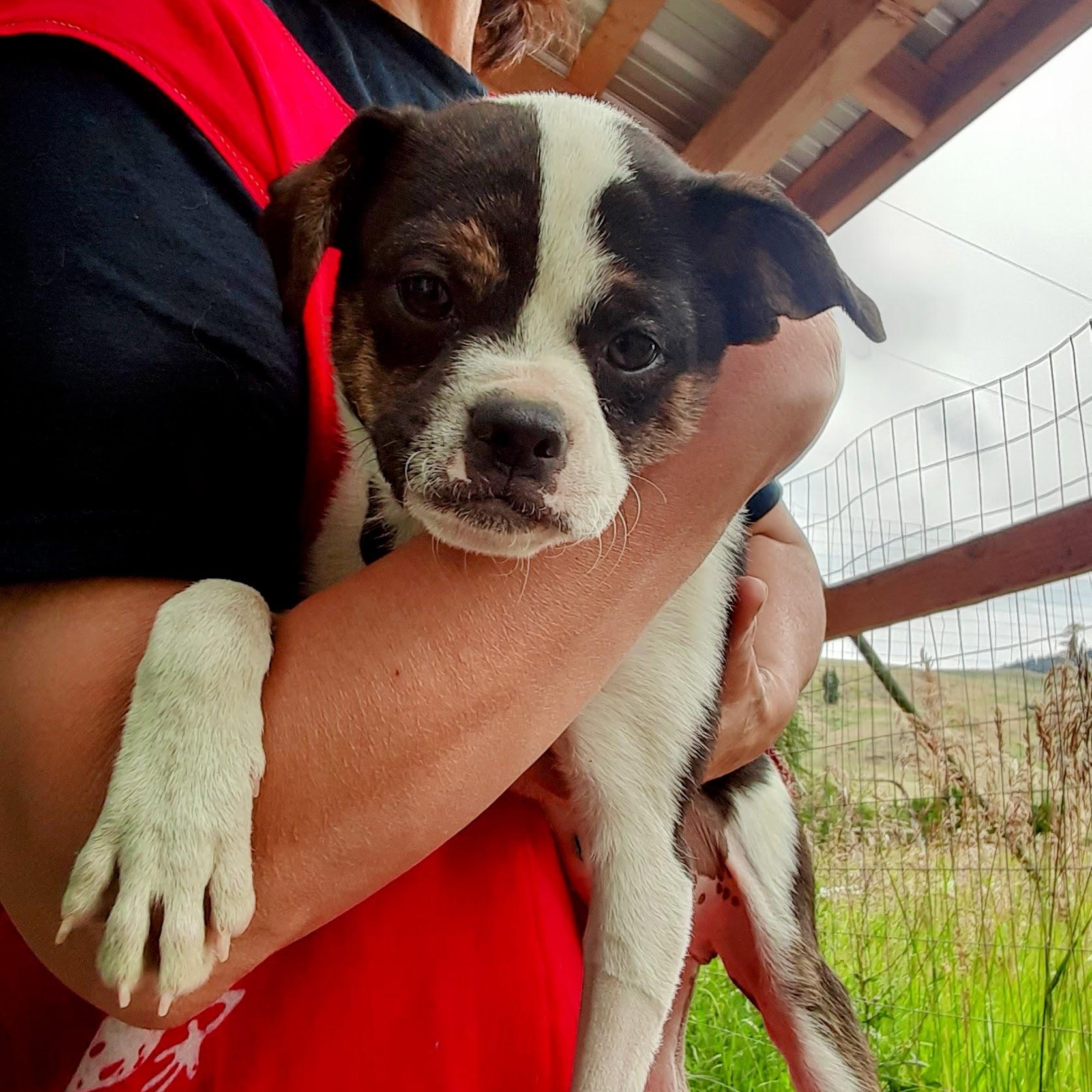 Rex, an adoptable Pug, Jack Russell Terrier in Oroville, WA, 98844 | Photo Image 3