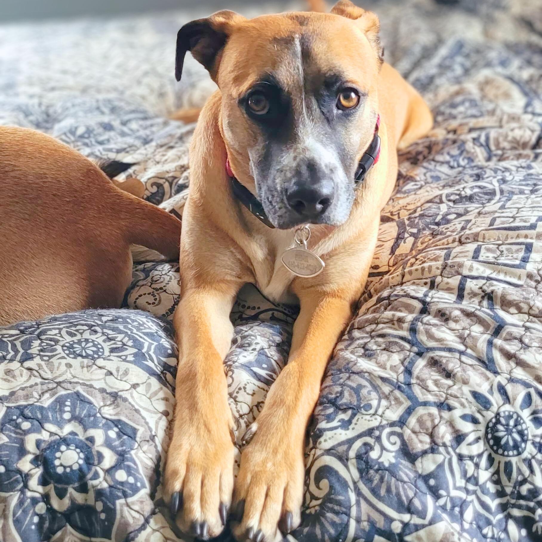 Benji, Adoptable, Young Male Boxer.