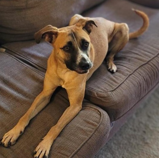 Benji, a Adoptable mixed breed in Baltimore, MD image 5/6