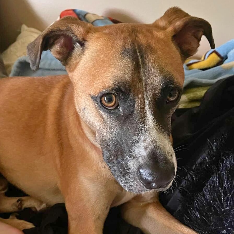 Benji, a Adoptable mixed breed in Baltimore, MD image 6/6