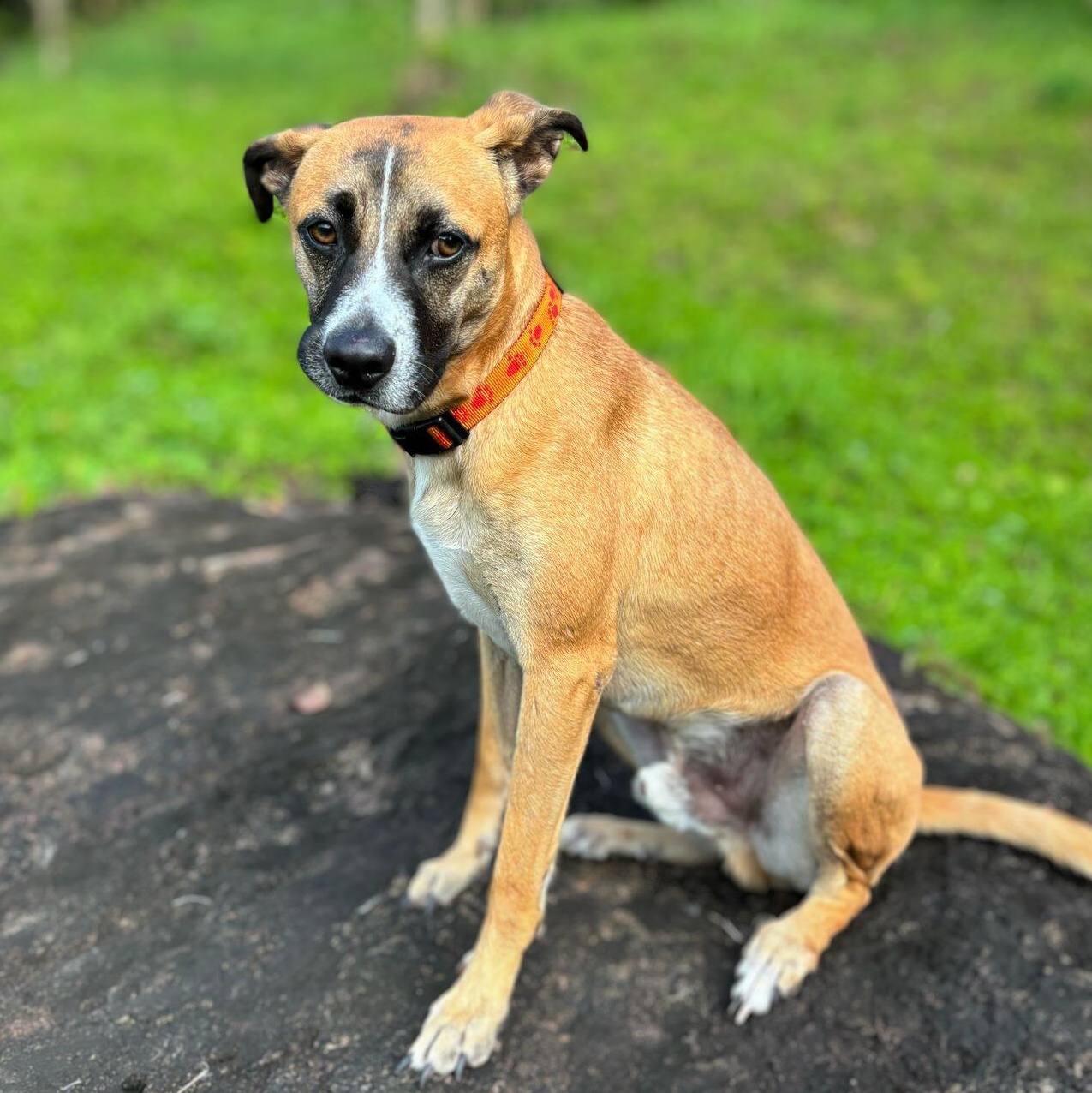 Benji, a Adoptable mixed breed in Baltimore, MD image 4/6