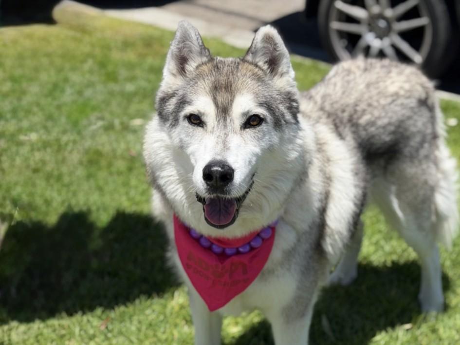 CHICKADEE, Adoptable, Senior Female Siberian Husky.