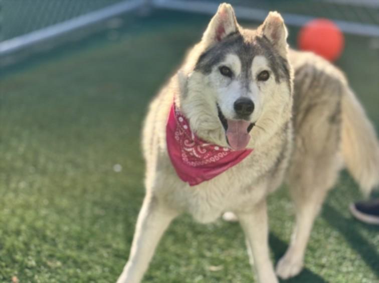 ROSEBLOOM, Adoptable, Senior Female Siberian Husky.