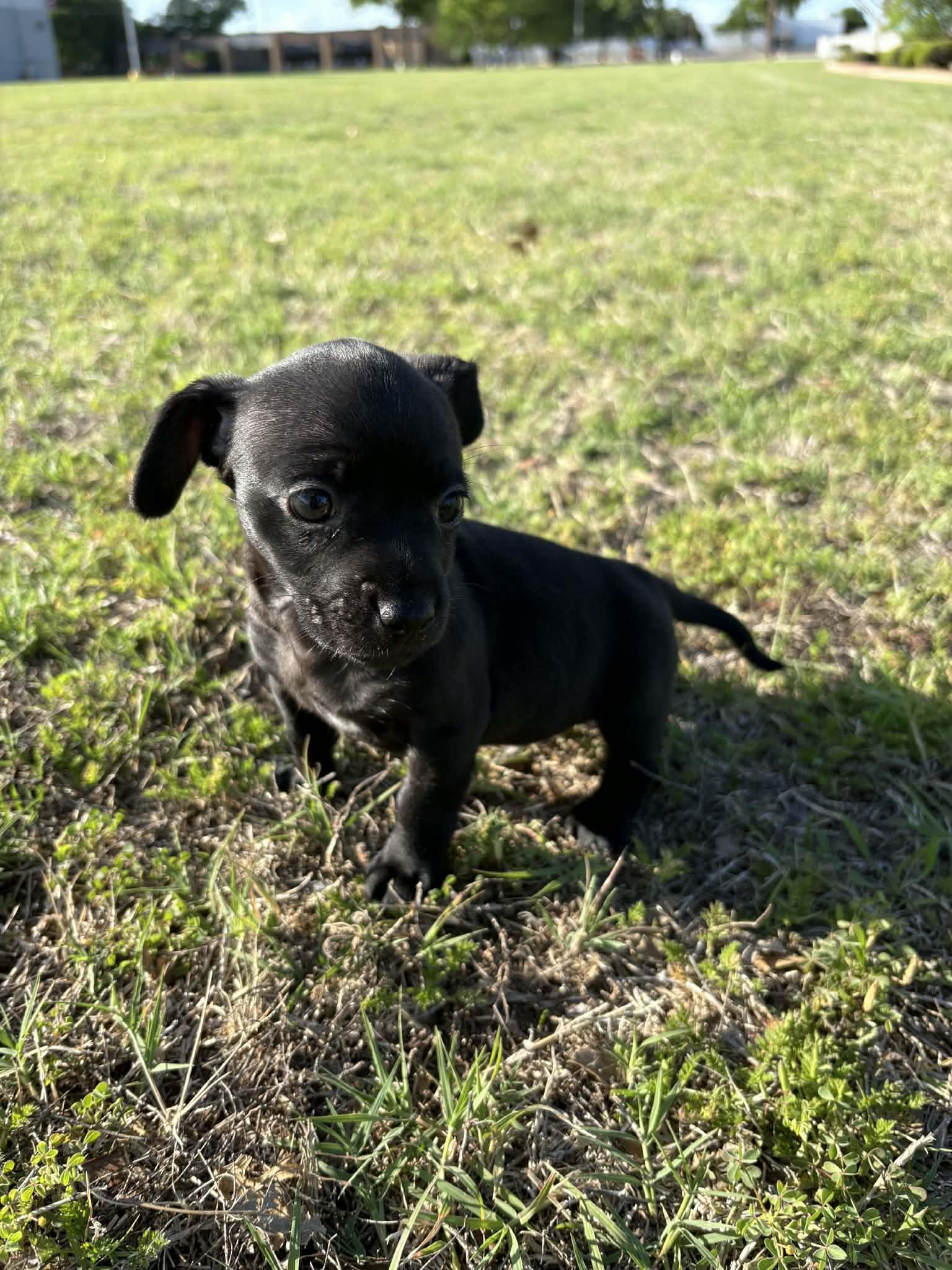 Enlarge Bartholomew, a ADOPTABLE mixed breed in Wichita Falls, TX image 4/4