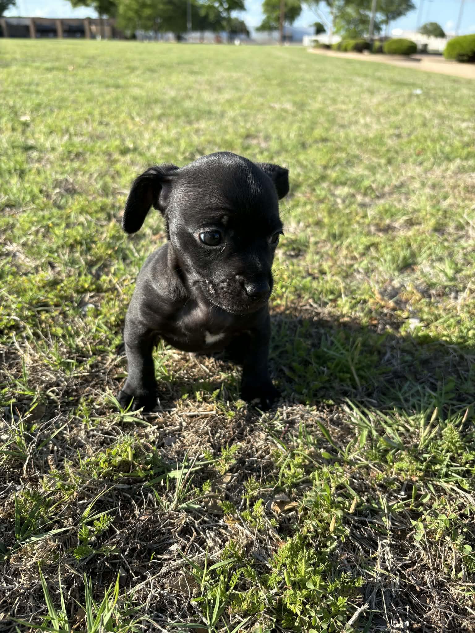 Enlarge Bartholomew, a ADOPTABLE mixed breed in Wichita Falls, TX image 2/4