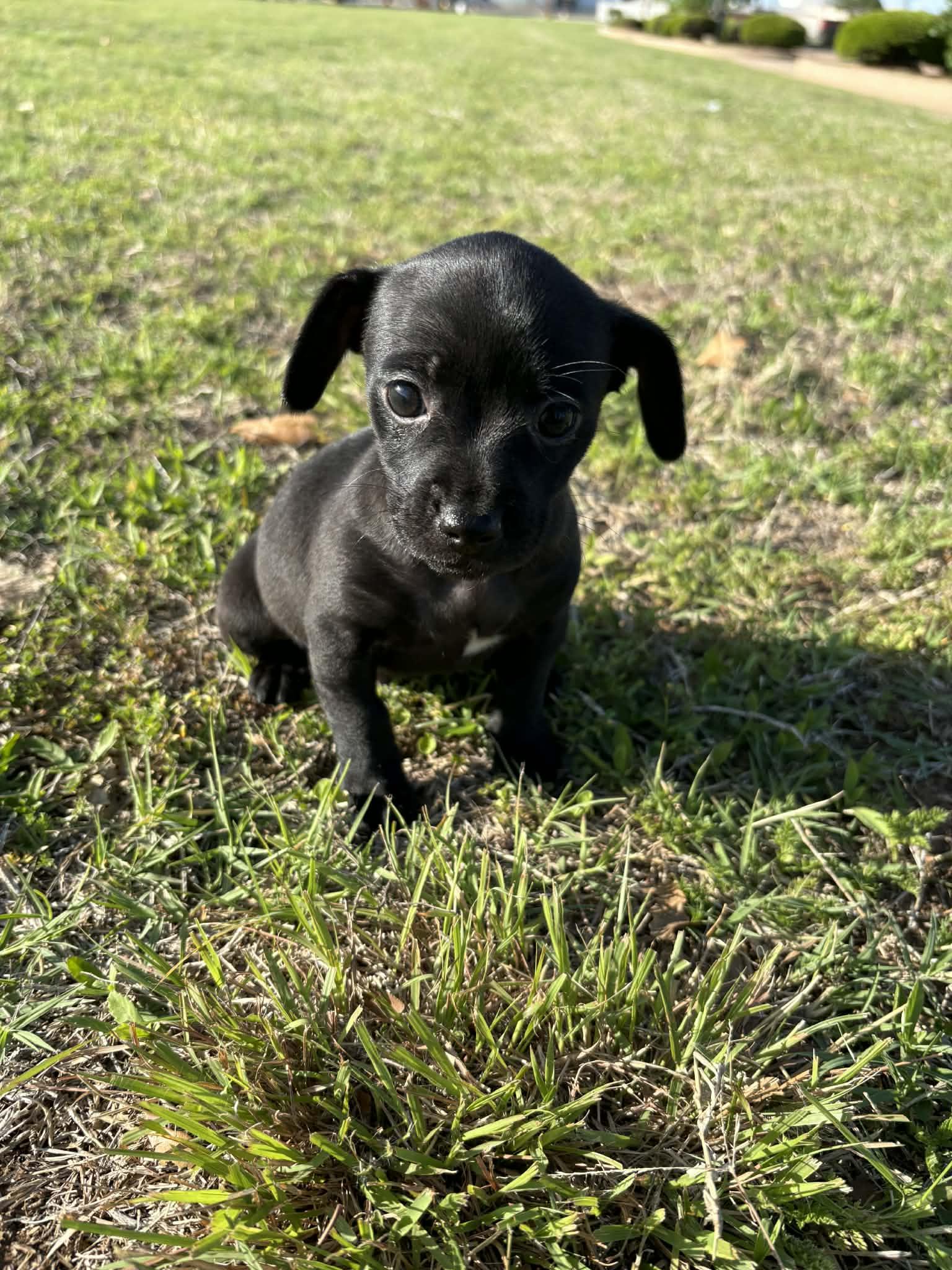 Enlarge Bartholomew, a ADOPTABLE mixed breed in Wichita Falls, TX image 1/4