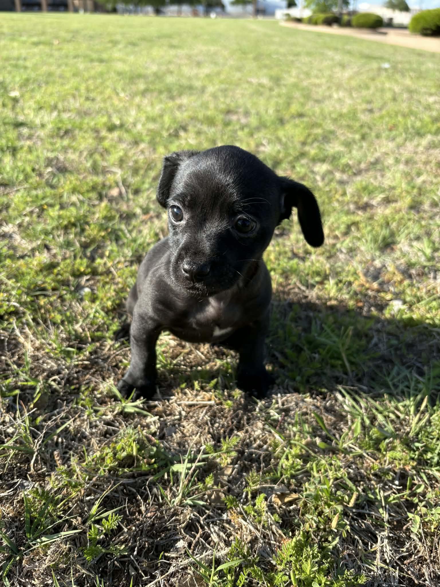 Enlarge Bartholomew, a ADOPTABLE mixed breed in Wichita Falls, TX image 3/4