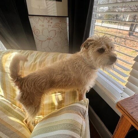 Koda, adoptable, Adult Male Border Terrier.