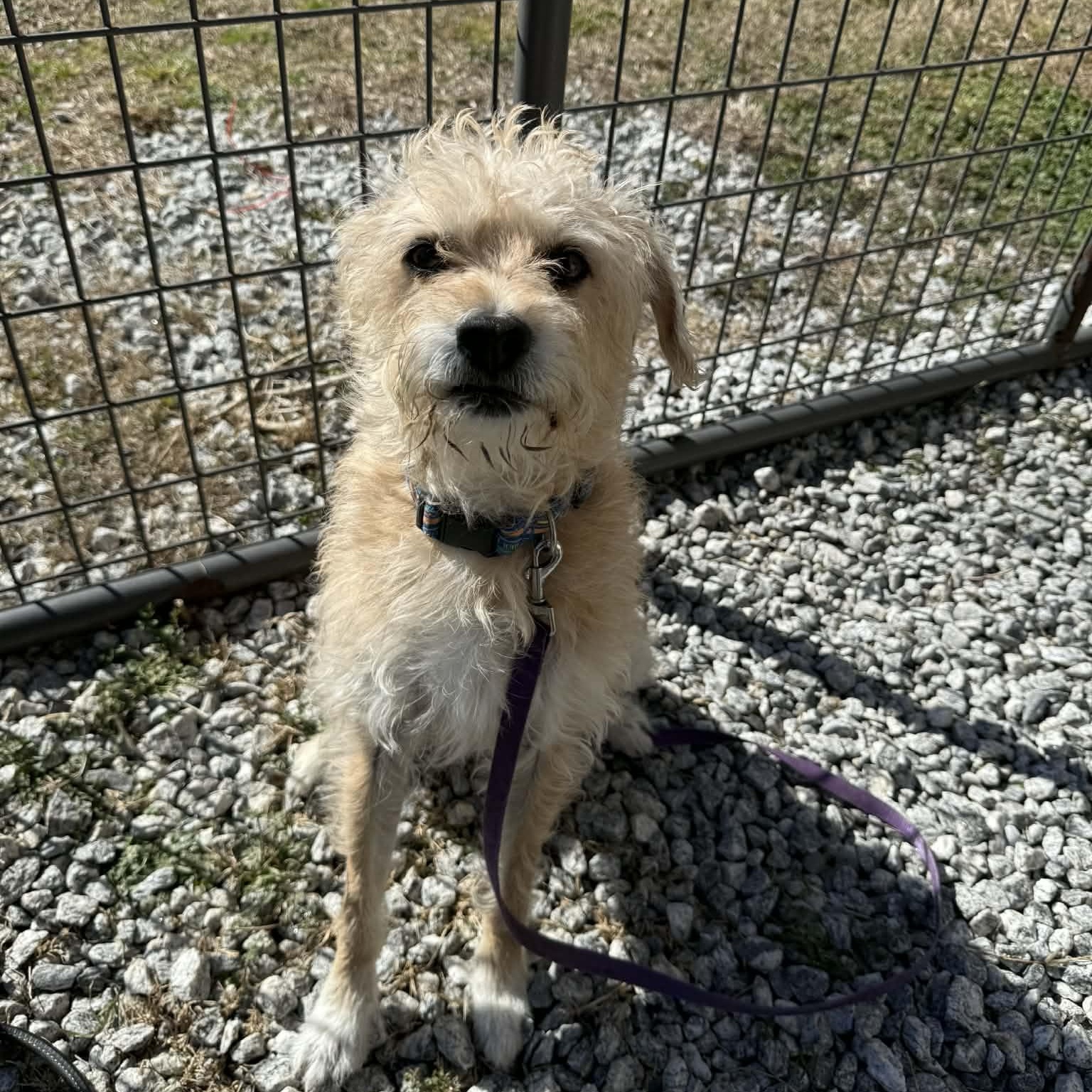 Enlarge Koda, a ADOPTABLE Border Terrier in Greenville, SC image 2/3