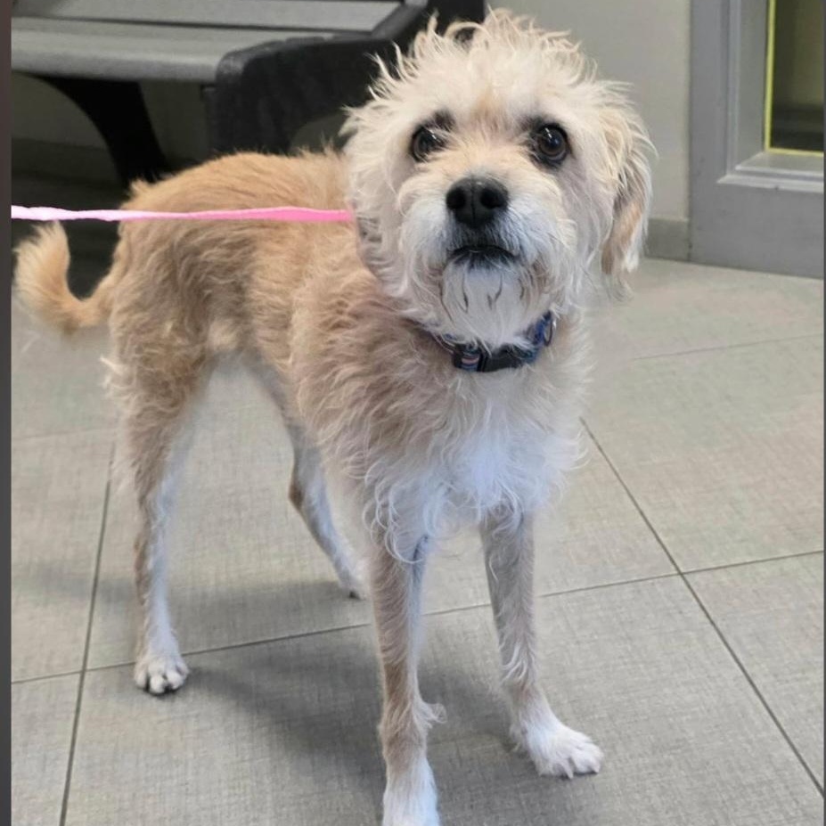 Koda, ADOPTABLE, Adult Male Border Terrier.