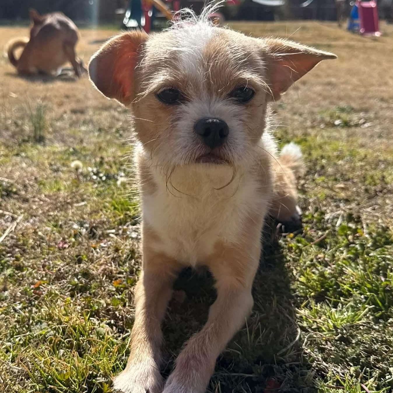 Enlarge Koda, a ADOPTABLE Border Terrier in Greenville, SC image 3/3
