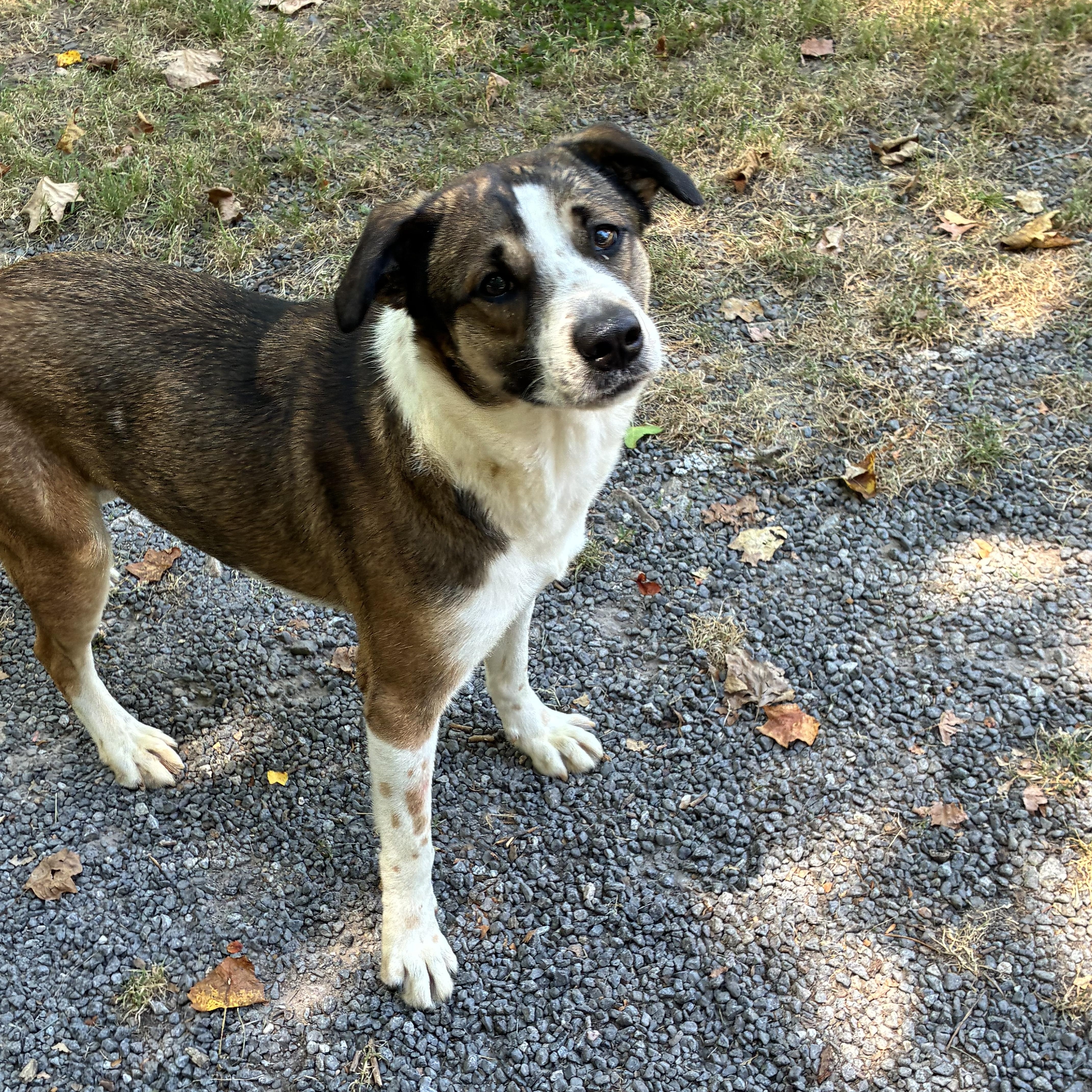 Enlarge Zoe, a Adopted mixed breed in Rock Hill, SC image 1/6