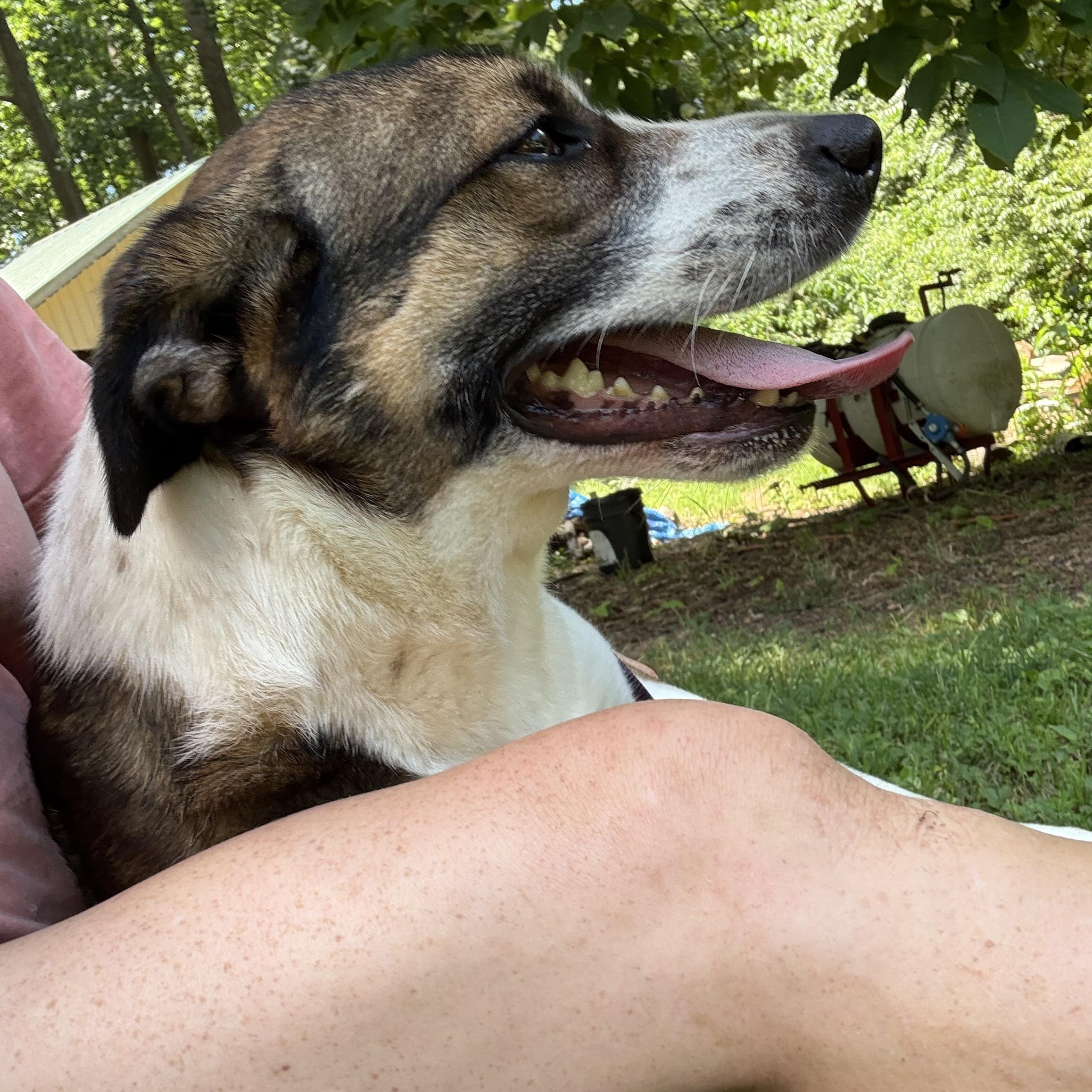 Enlarge Zoe, a Adopted mixed breed in Rock Hill, SC image 4/6