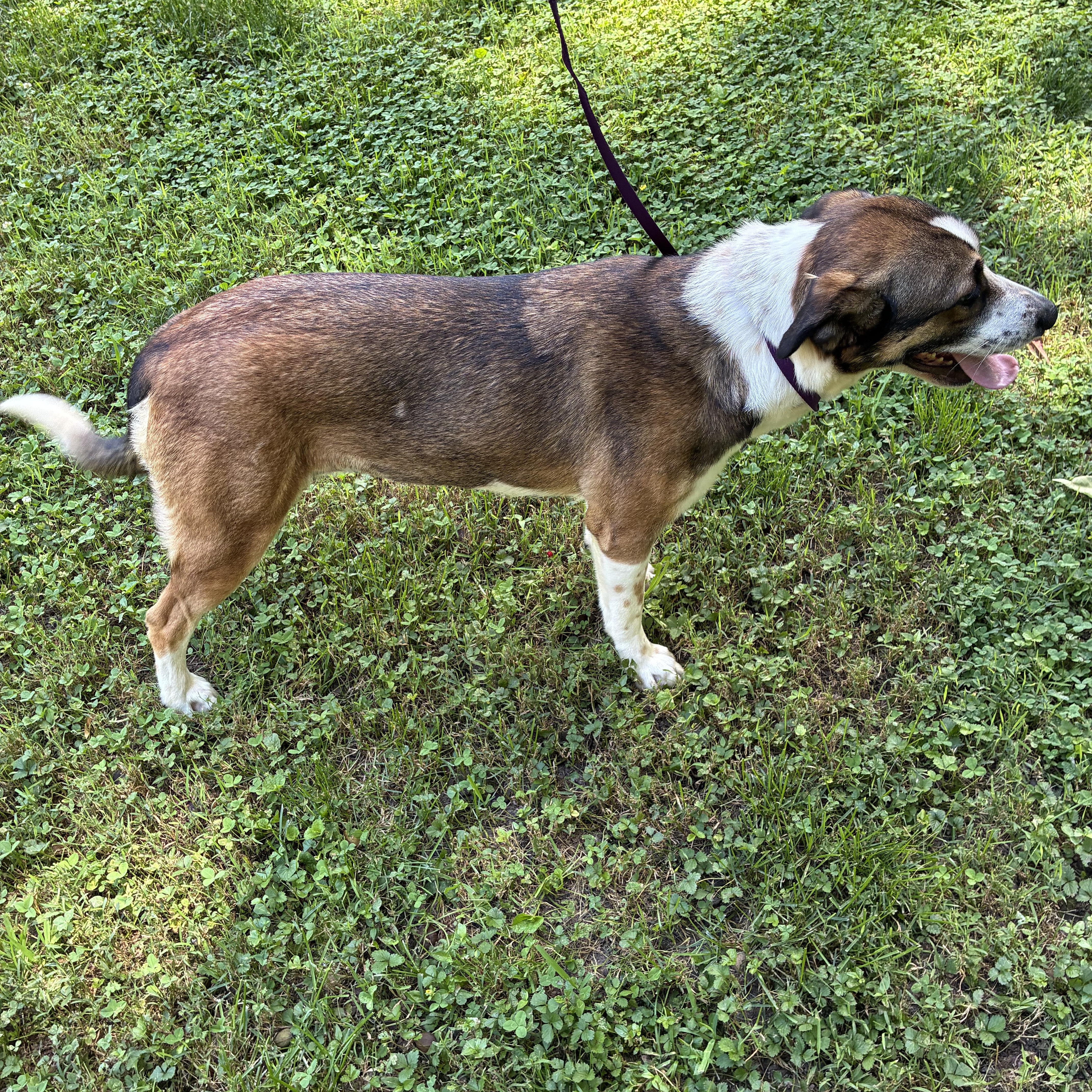 Enlarge Zoe, a Adopted mixed breed in Rock Hill, SC image 5/6