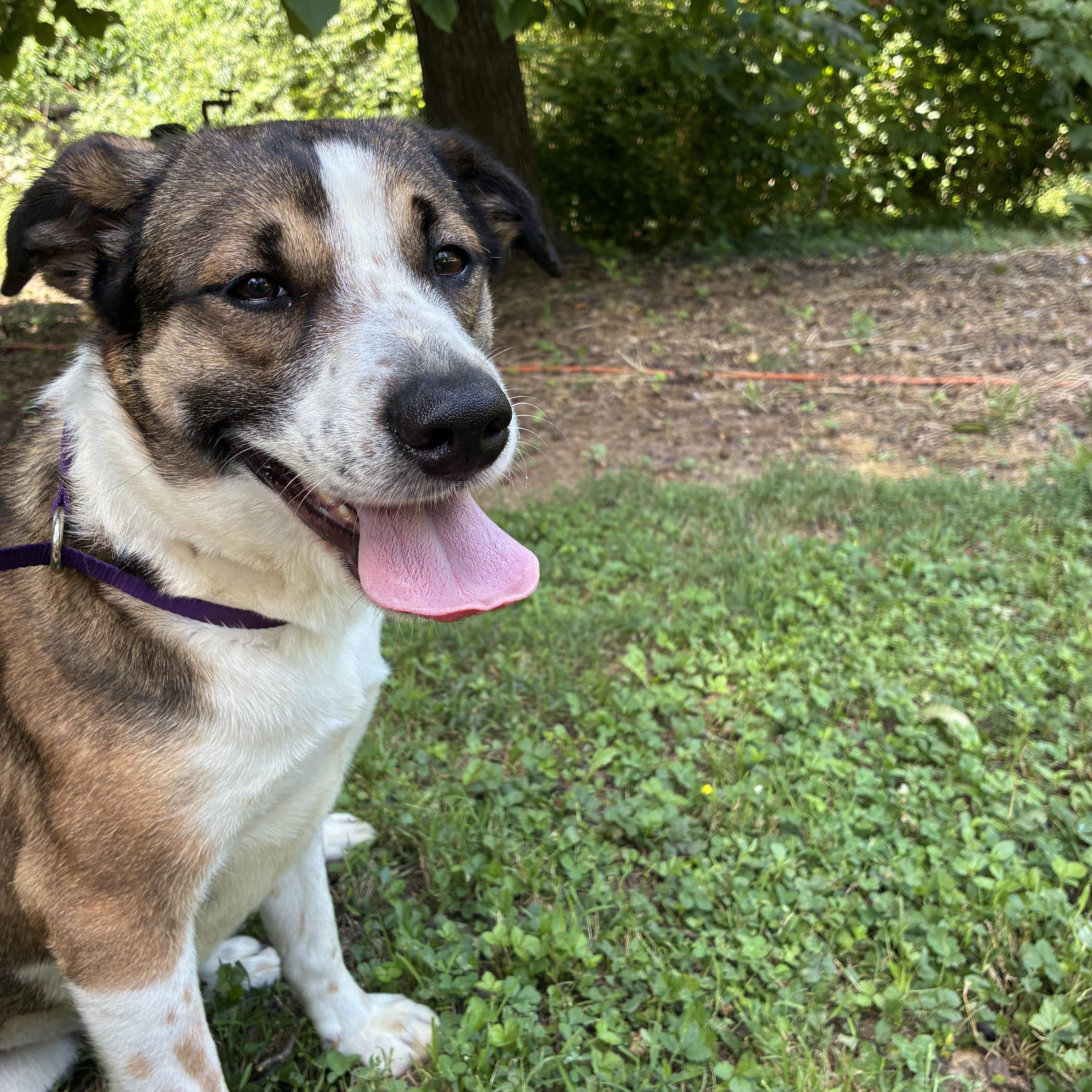 Enlarge Zoe, a Adopted mixed breed in Rock Hill, SC image 6/6