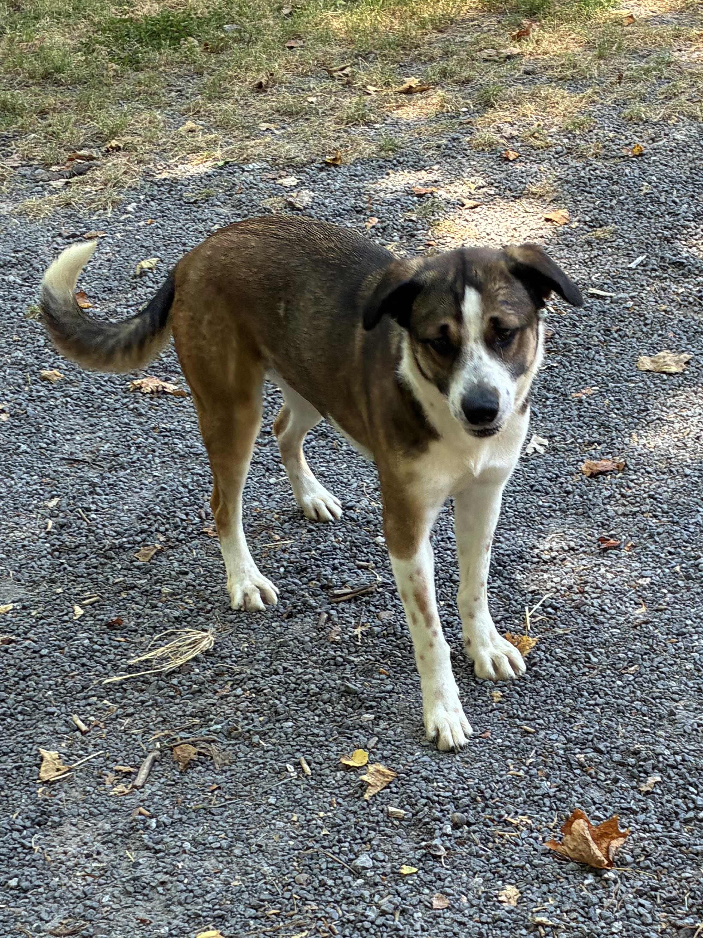 Enlarge Zoe, a Adopted mixed breed in Rock Hill, SC image 2/6