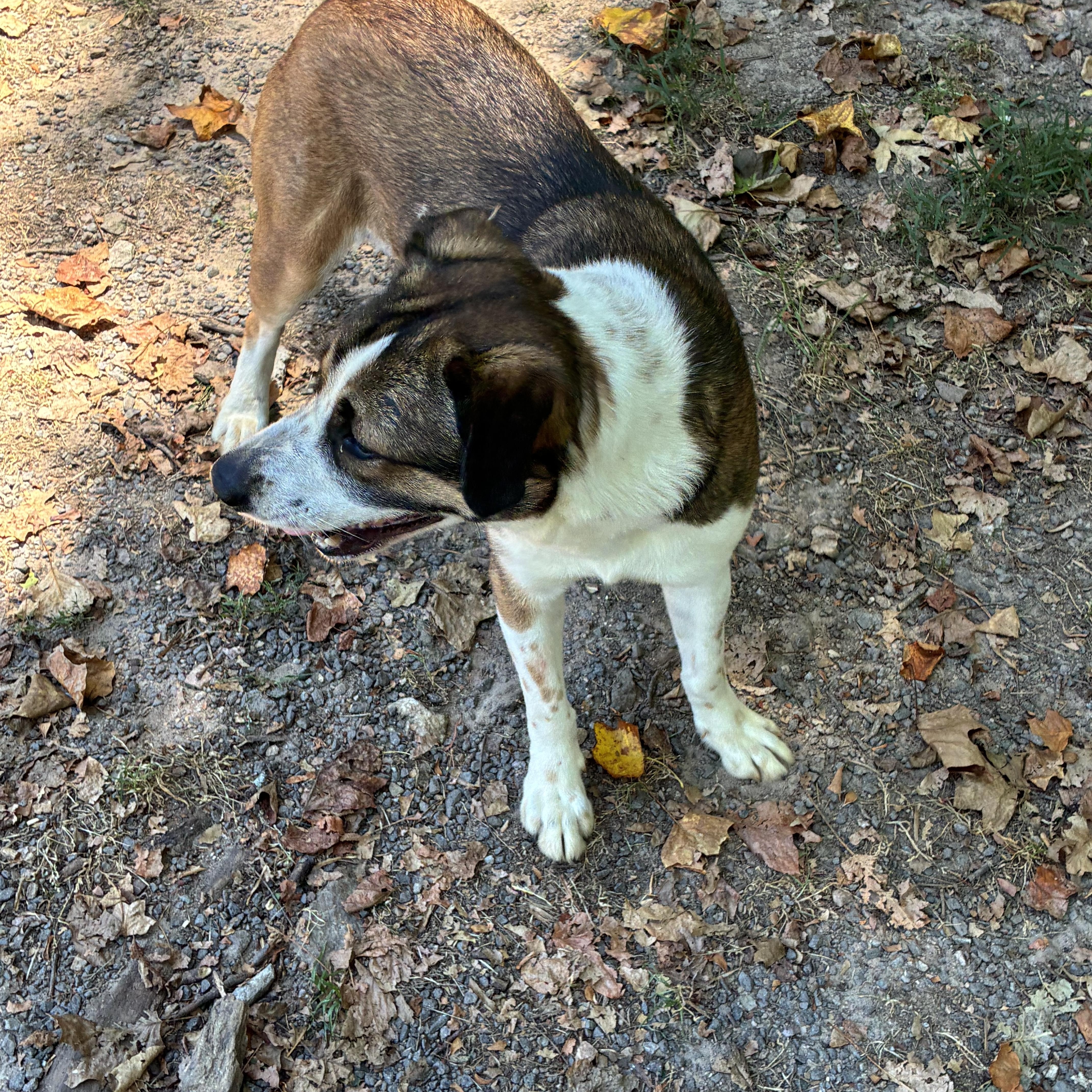 Enlarge Zoe, a Adopted mixed breed in Rock Hill, SC image 3/6
