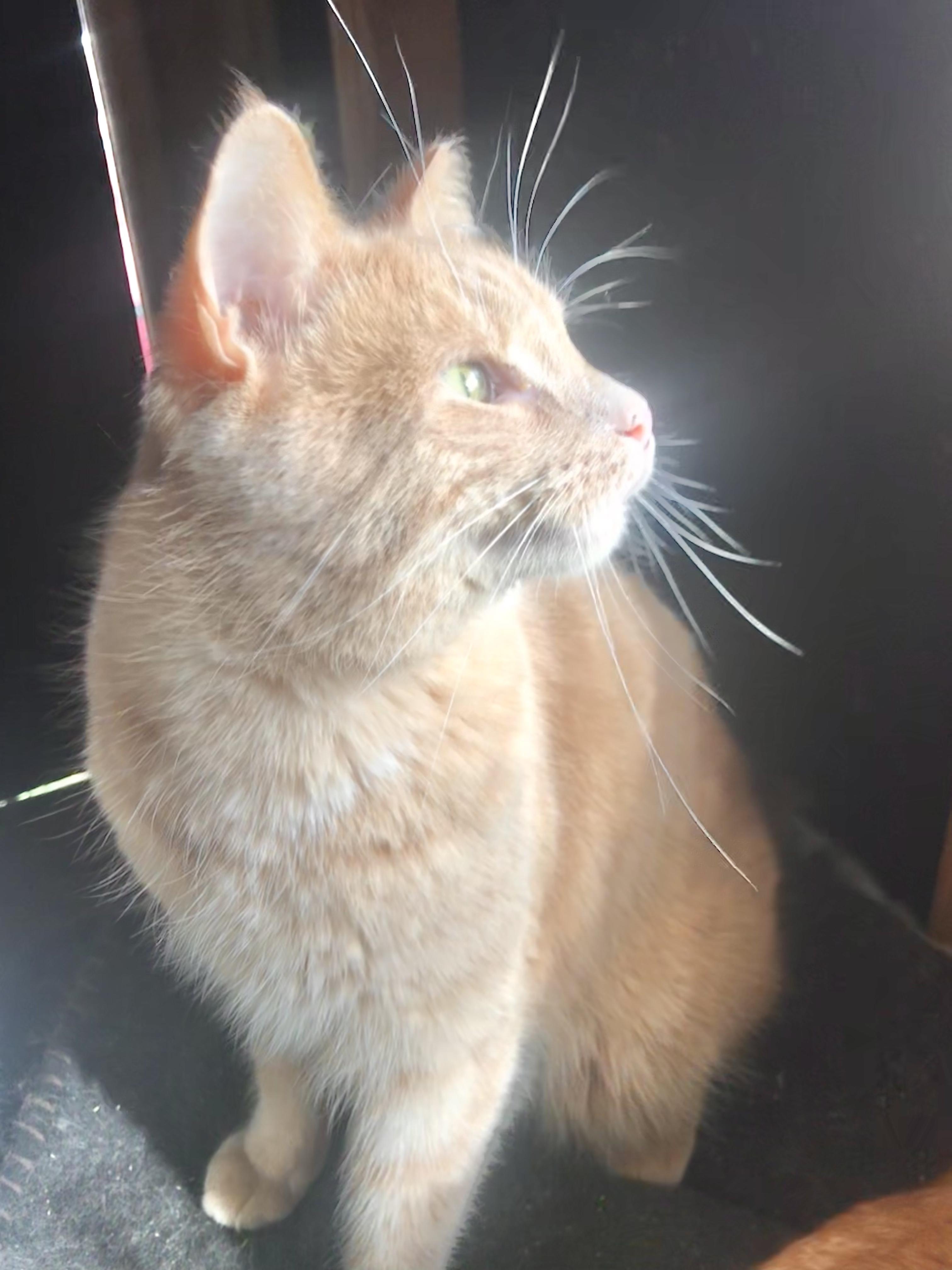 Julius, a Adoptable American Shorthair in Vallejo, CA image 1/3