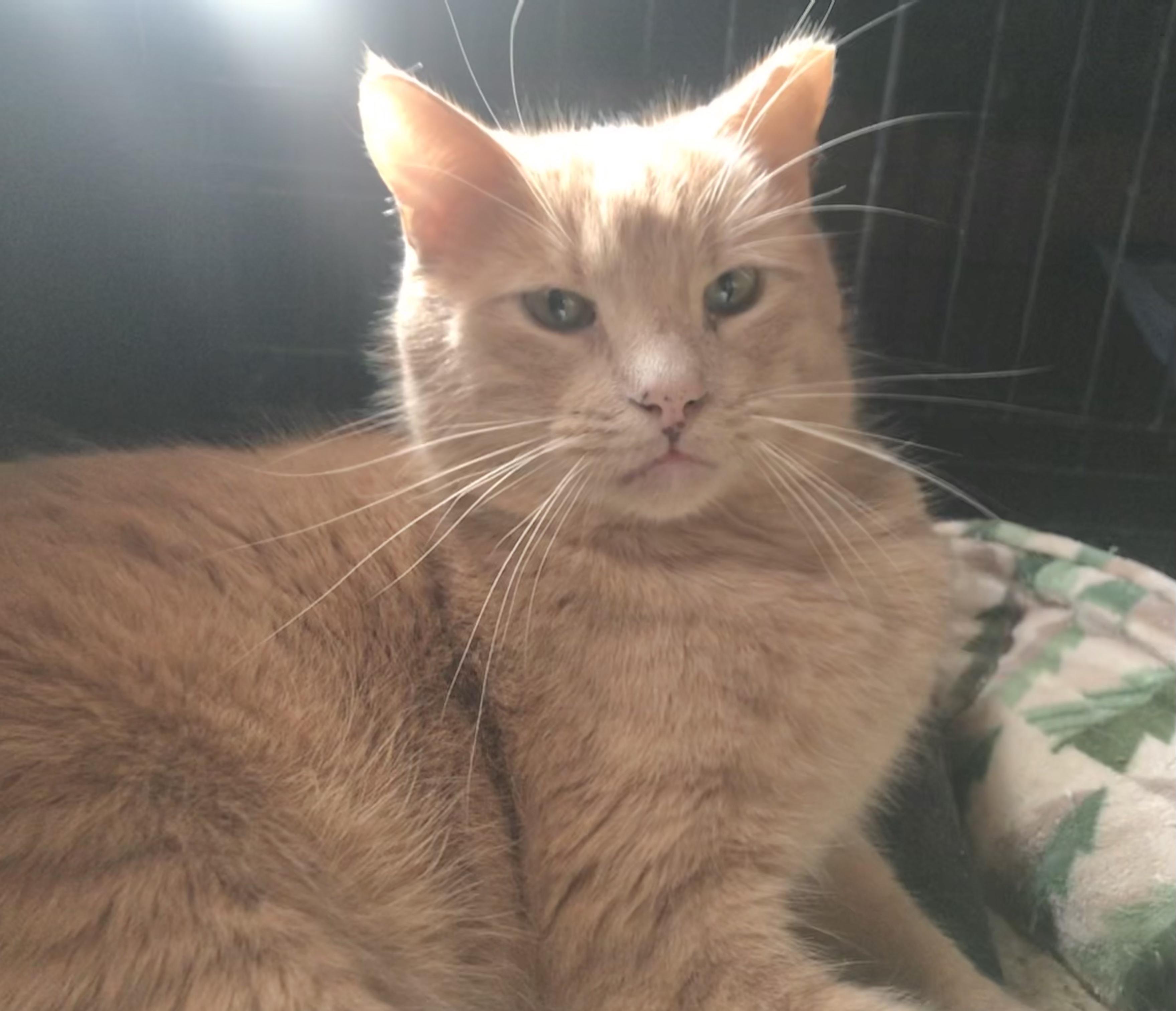 Julius, Young Male American Shorthair
