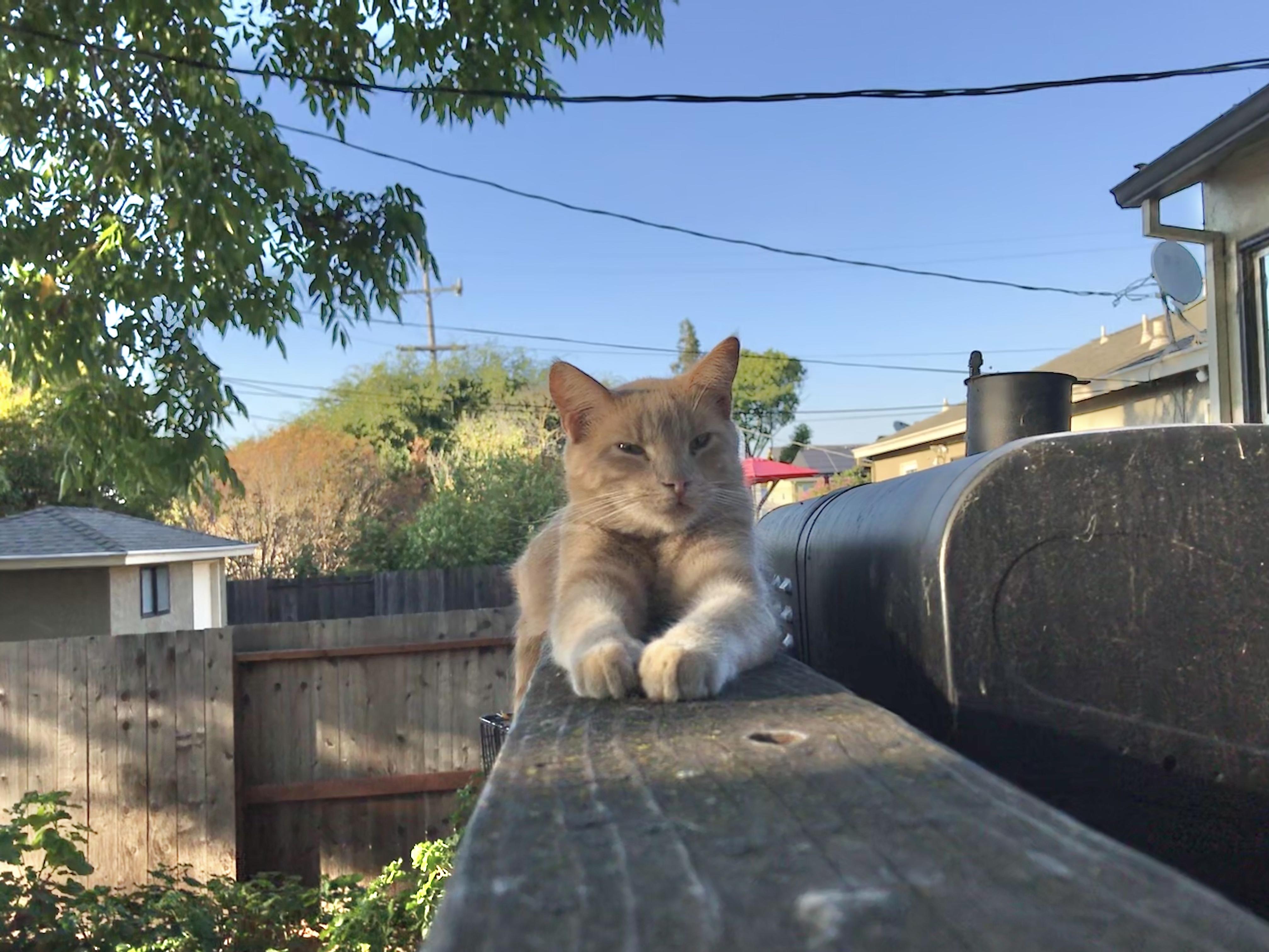 Julius, a Adoptable American Shorthair in Vallejo, CA image 3/3
