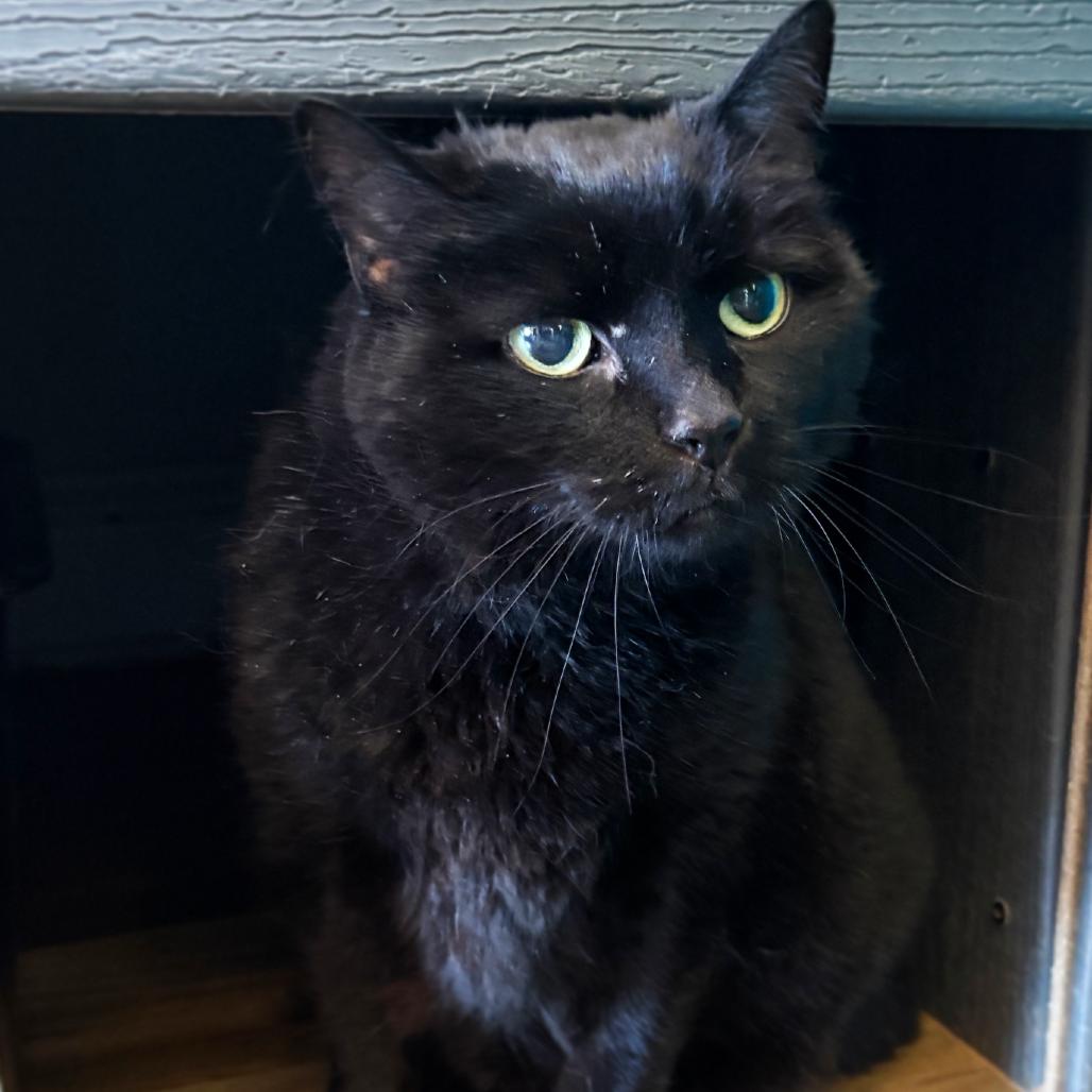 Pippin, ADOPTABLE, Senior Female Domestic Short Hair.
