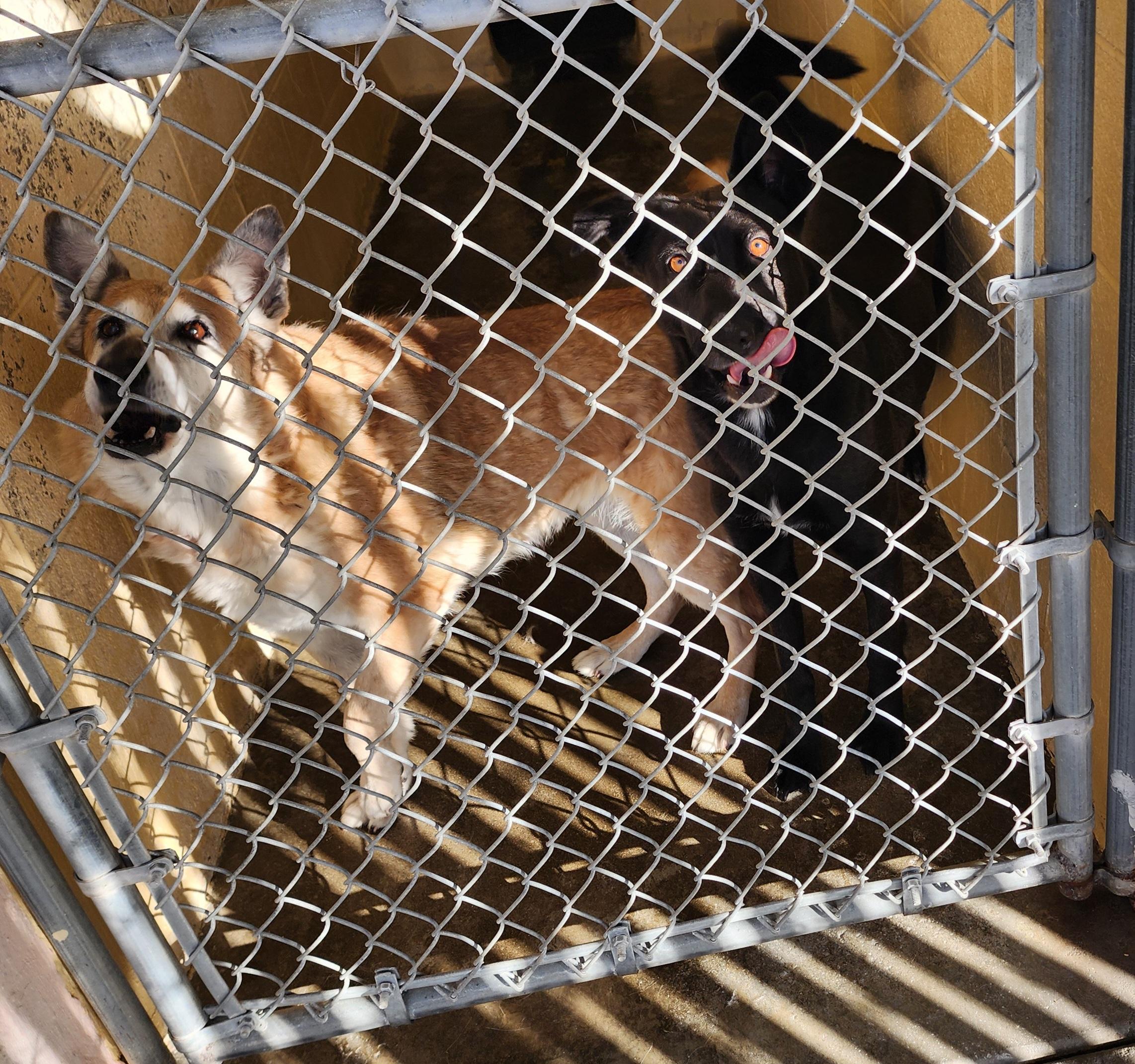 Enlarge KC25-151/152, an adopted mixed breed in Ridgecrest, CA image 1/1