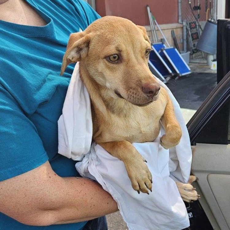 Dog for adoption Graylen, a Labrador Retriever Mix in Campton, NH