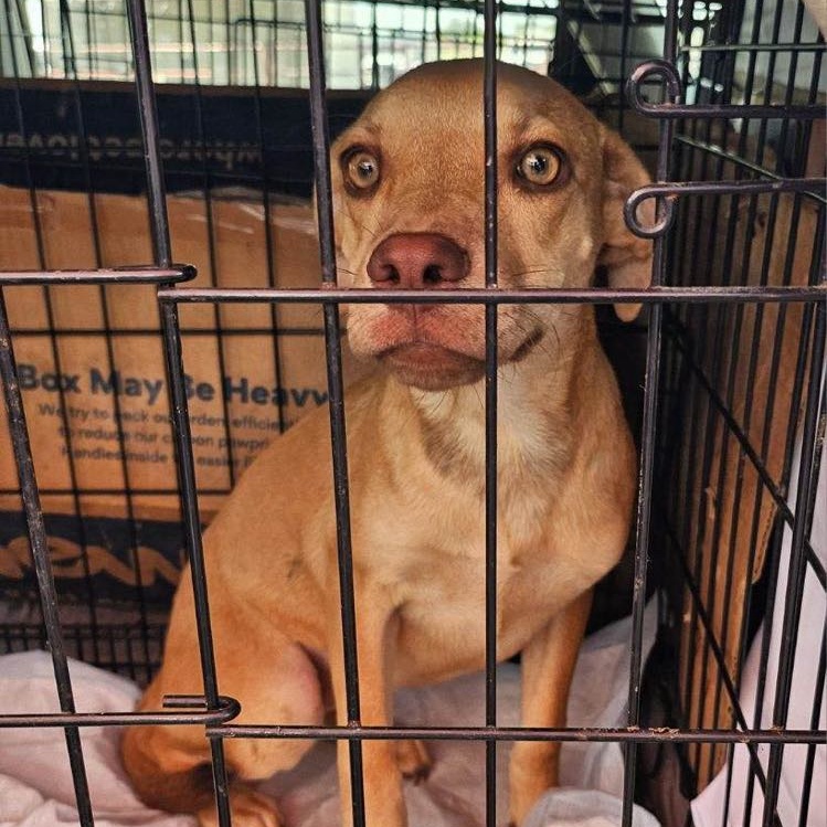Dog for adoption Graylen, a Labrador Retriever Mix in Campton, NH