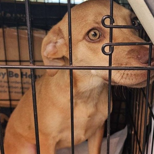 Dog for adoption Graylen, a Labrador Retriever Mix in Campton, NH