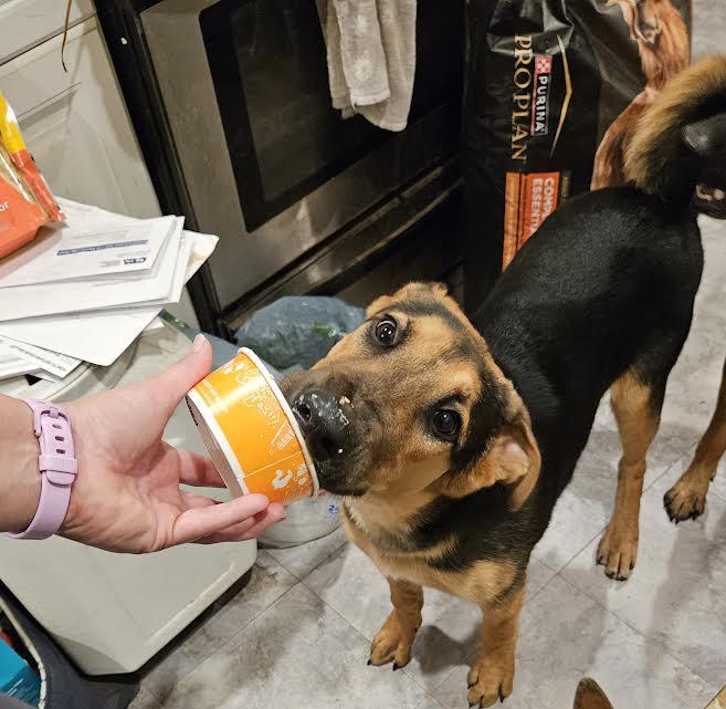 Raul, a Adoptable mixed breed in Sacramento, CA image 5/6