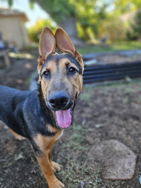 Raul, a Adoptable mixed breed in Sacramento, CA image 4/6