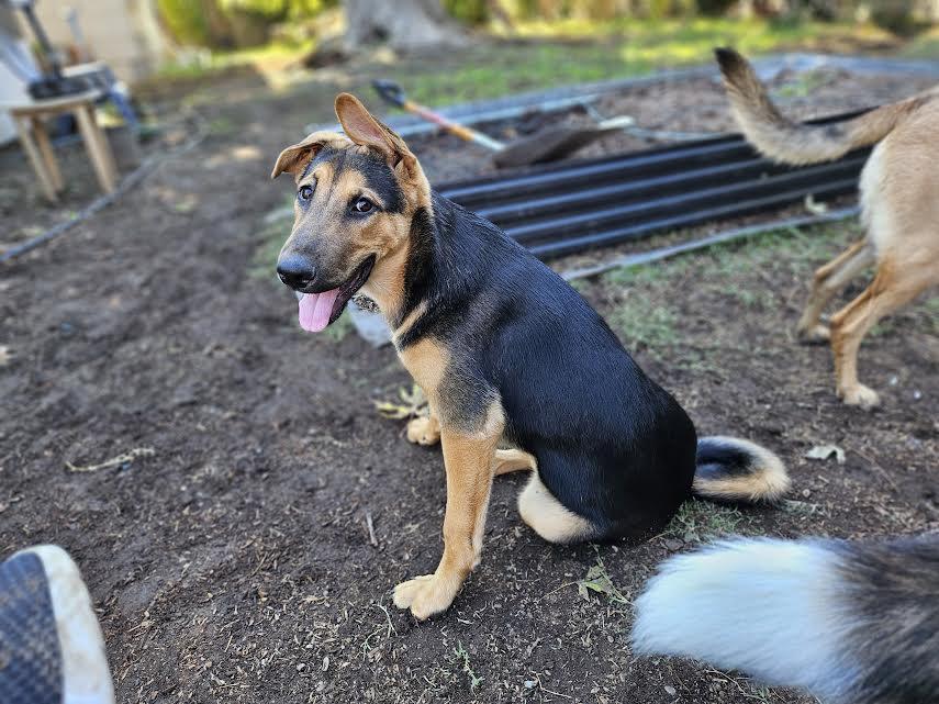 Raul, a Adoptable mixed breed in Sacramento, CA image 3/6