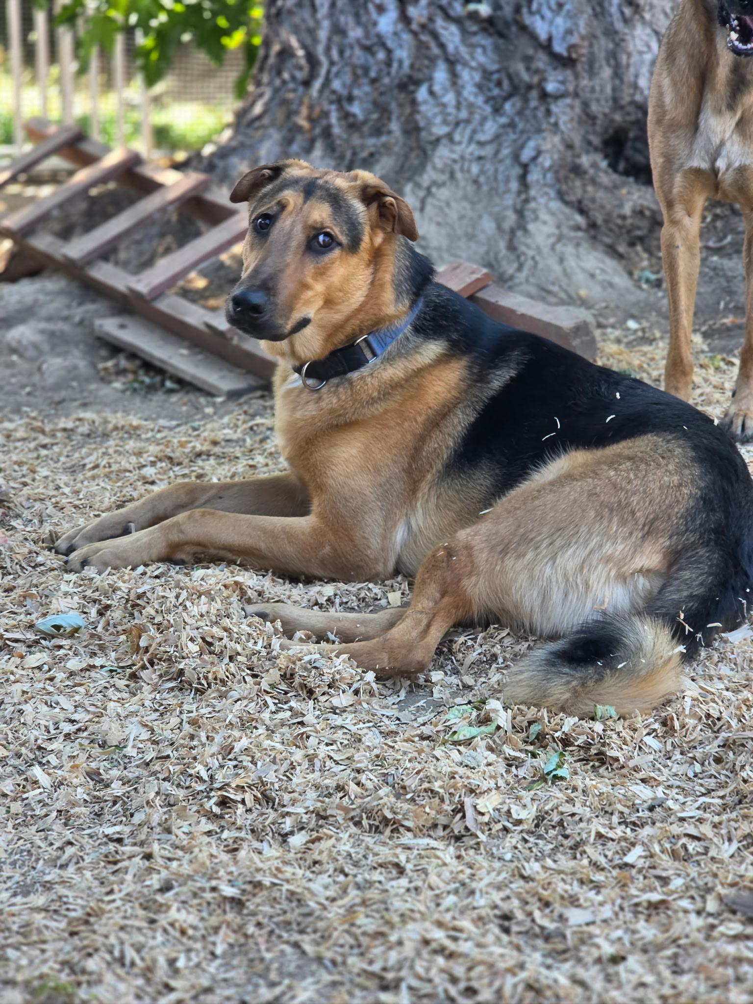 Enlarge Raul, a Adoptable German Shepherd Dog in Sacramento, CA image 1/6