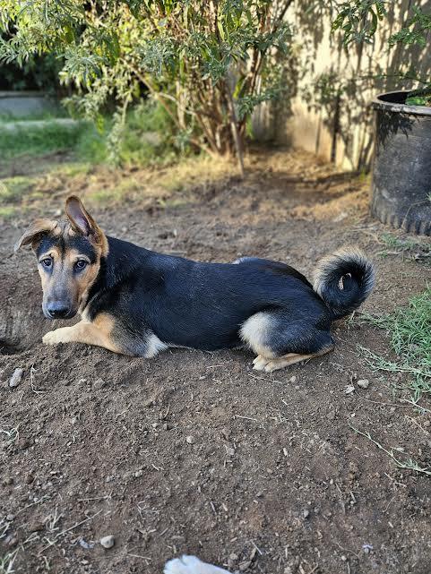 Raul, a Adoptable mixed breed in Sacramento, CA image 1/6