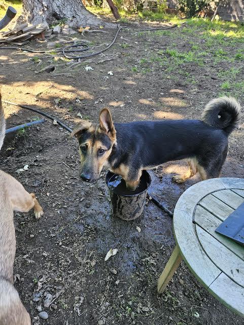 Raul, a Adoptable mixed breed in Sacramento, CA image 6/6