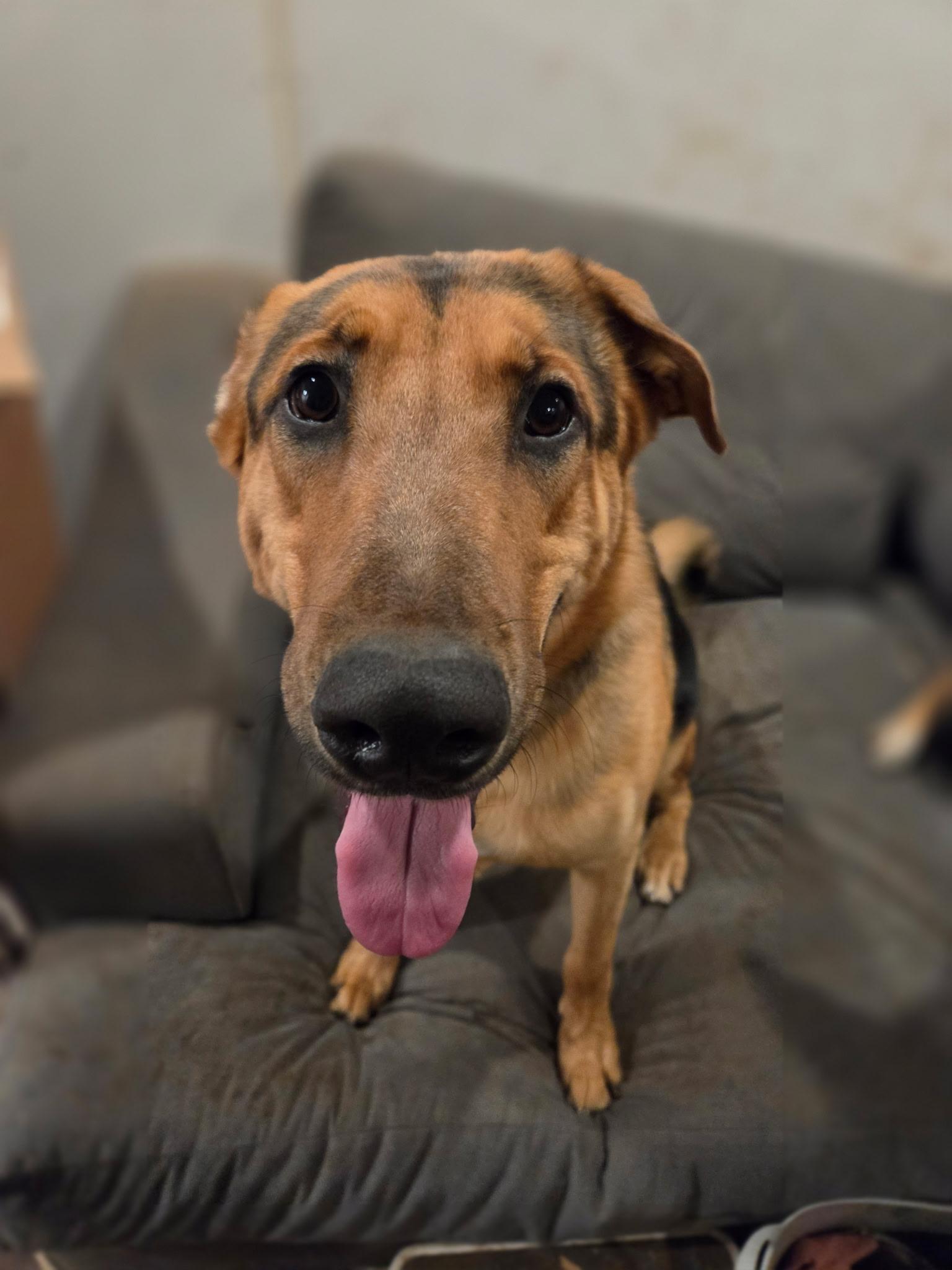 Enlarge Raul, a Adoptable German Shepherd Dog in Sacramento, CA image 6/6