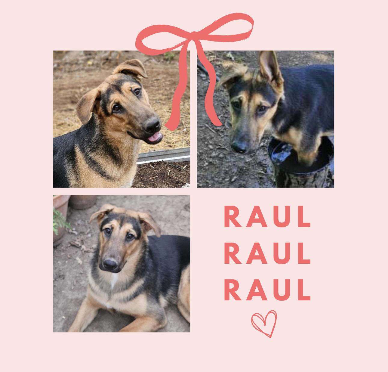 Enlarge Raul, a Adoptable German Shepherd Dog in Sacramento, CA image 4/4
