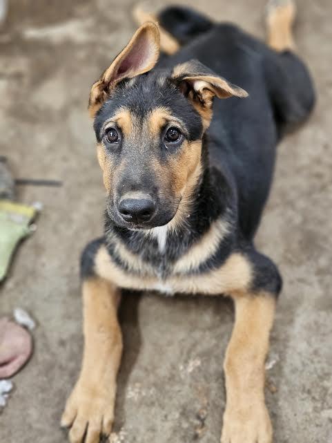 Raul, a Adoptable mixed breed in Sacramento, CA image 2/6