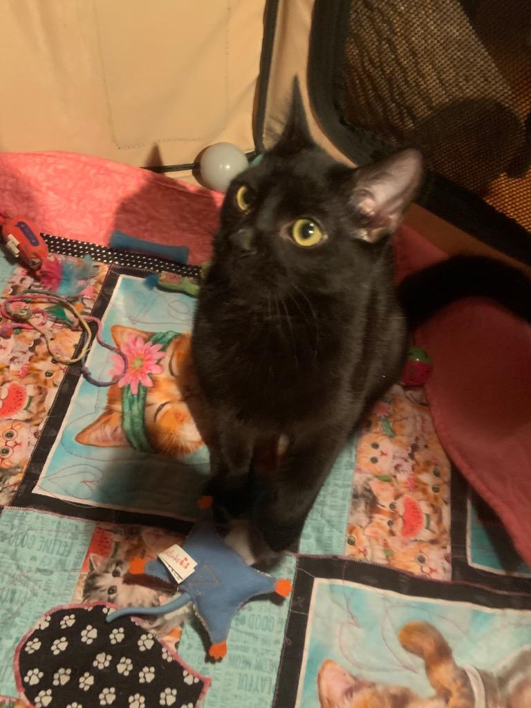 Bear, Adoptable, Young Male Domestic Short Hair.