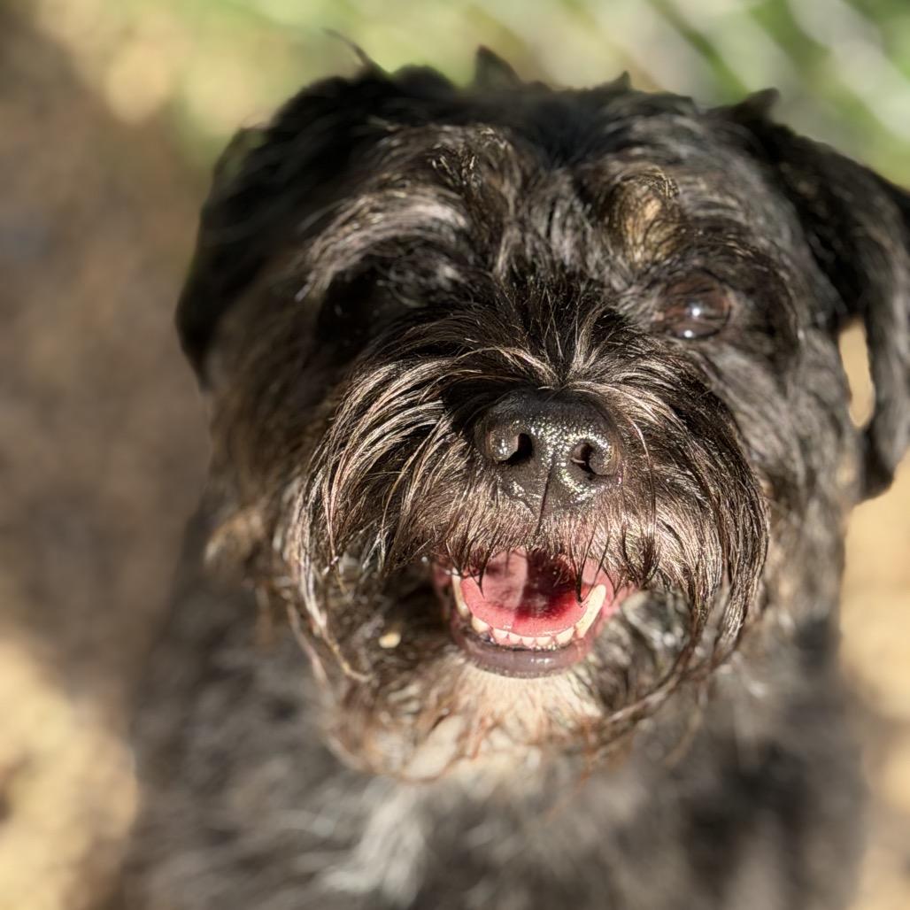 Enlarge Mikell, a Adoptable Miniature Schnauzer in Newark, NJ image 1/4
